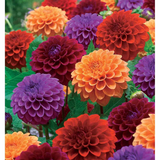 Pompon Dahlia Mix (x4) - Dahlia - Bloembollen