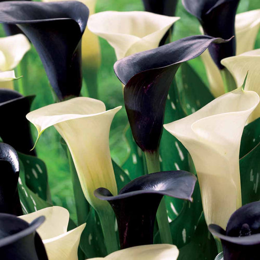 Calla Mix 'Snowstar' + 'Noirs Cantor' (x4) - Bakker