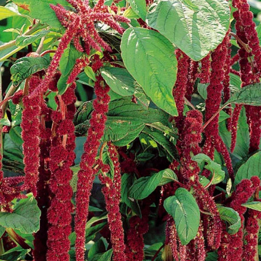 Kattenstaartamarant - Amaranthus caudatus - Moestuin