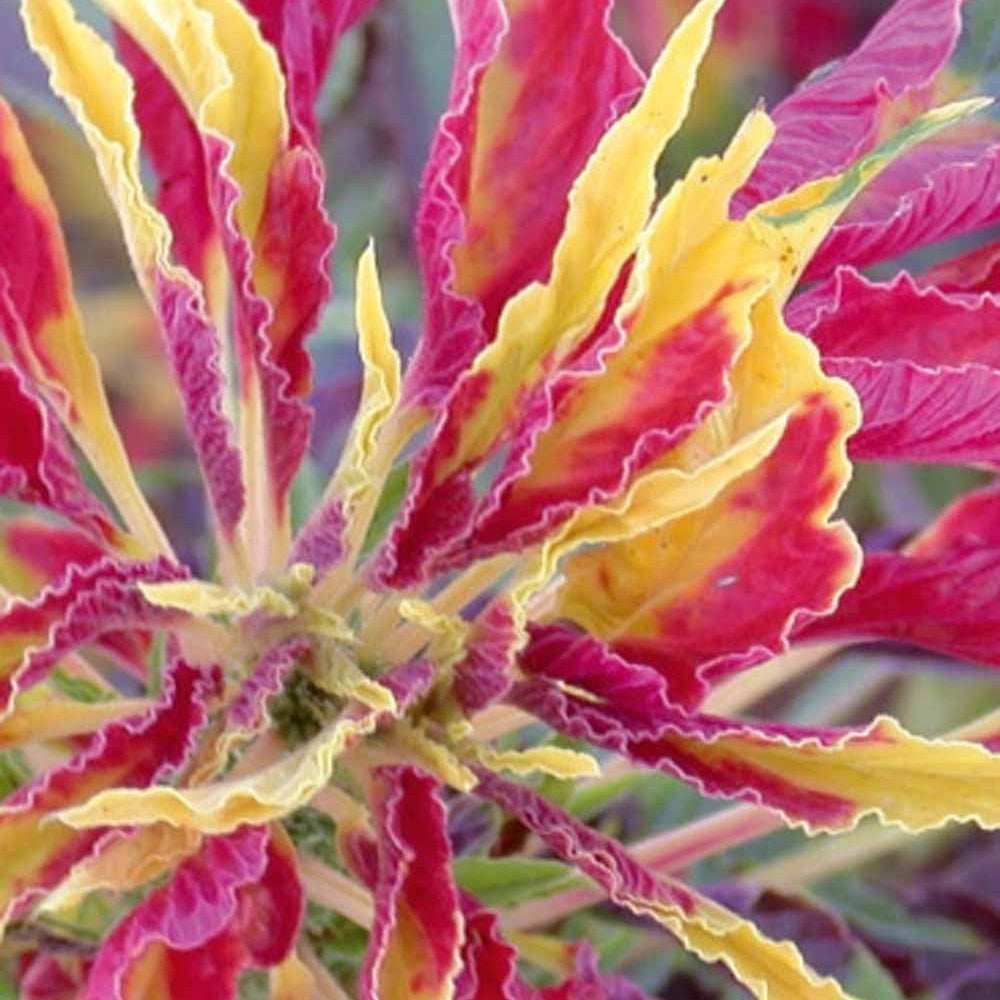 Amaranthus gangeticus - Garden Select - Amaranthus gangeticus - Moestuin