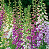 Vingerhoedskruid Mix 'Excelsior' - Digitalis purpurea - Moestuin