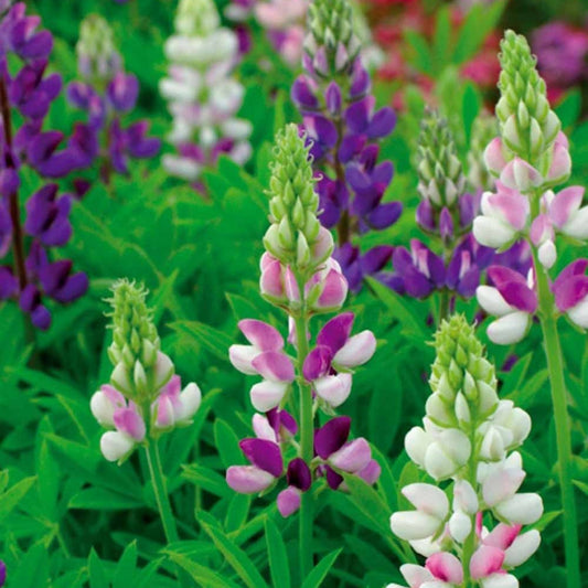 Lupinus Hartwegi mix - Bakker