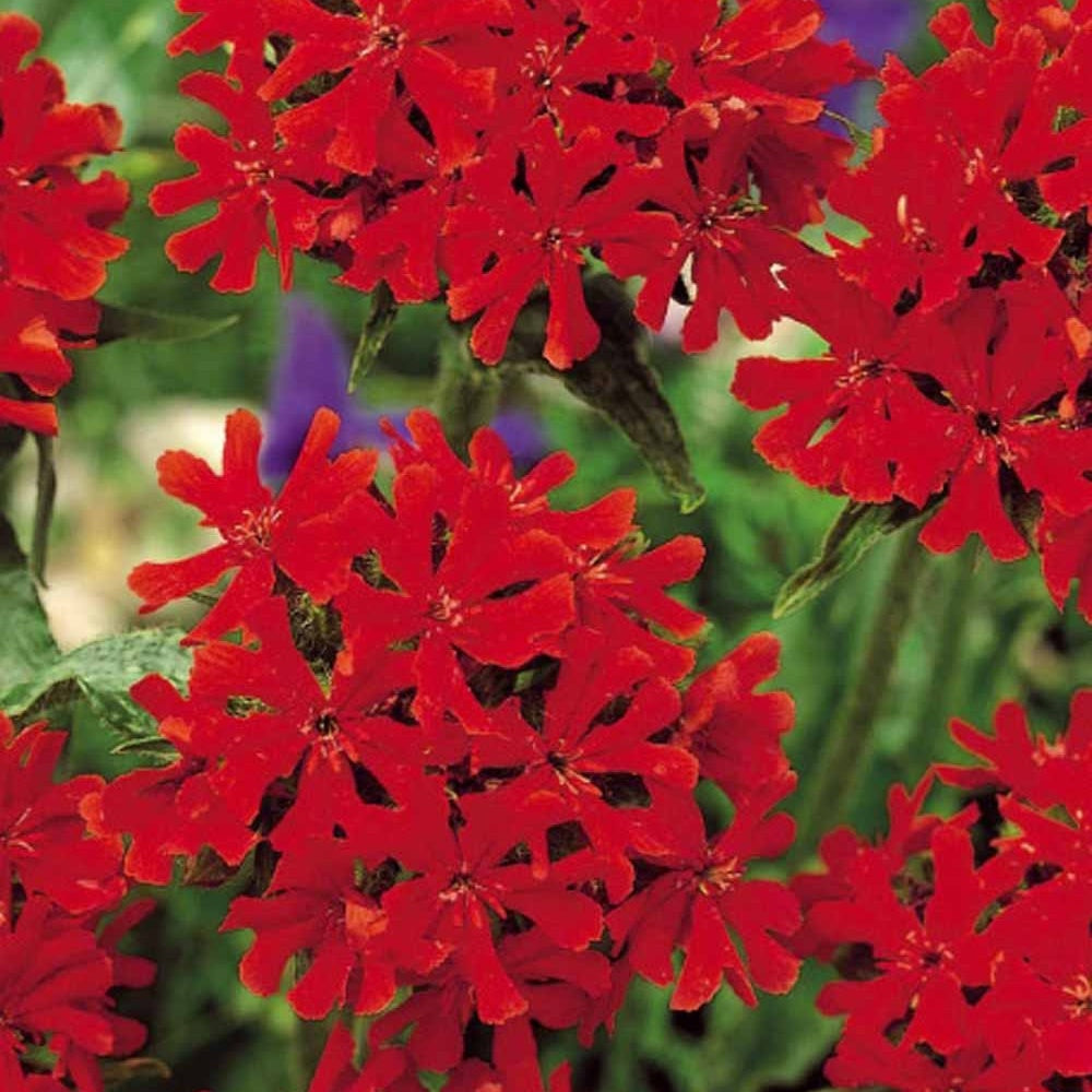 Brandende liefde - rood - Lychnis chalcedonica - Moestuin