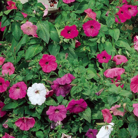 Hangpetunia Mix 'Balkon' - Petunia x hybrida pendula - Terras- en balkonplanten