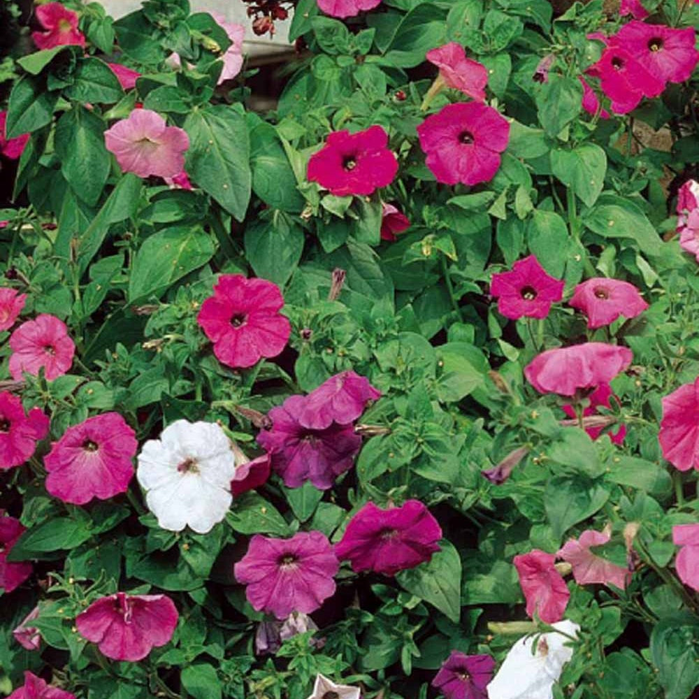 Petunia en Calibrachoa