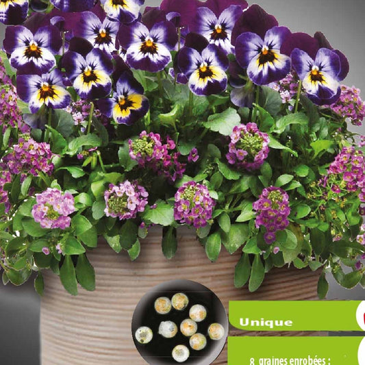 Mix Viool en Lobularia Wine Cooler (pillen) - Bakker