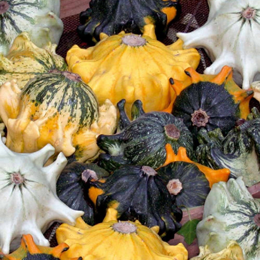 Sierpompoen Mix 'Shenot' - Bakker