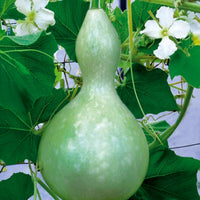 Flessenplant Cucurbita lagenaria - Cucurbita siceraria  gourde bouteille - Bakker