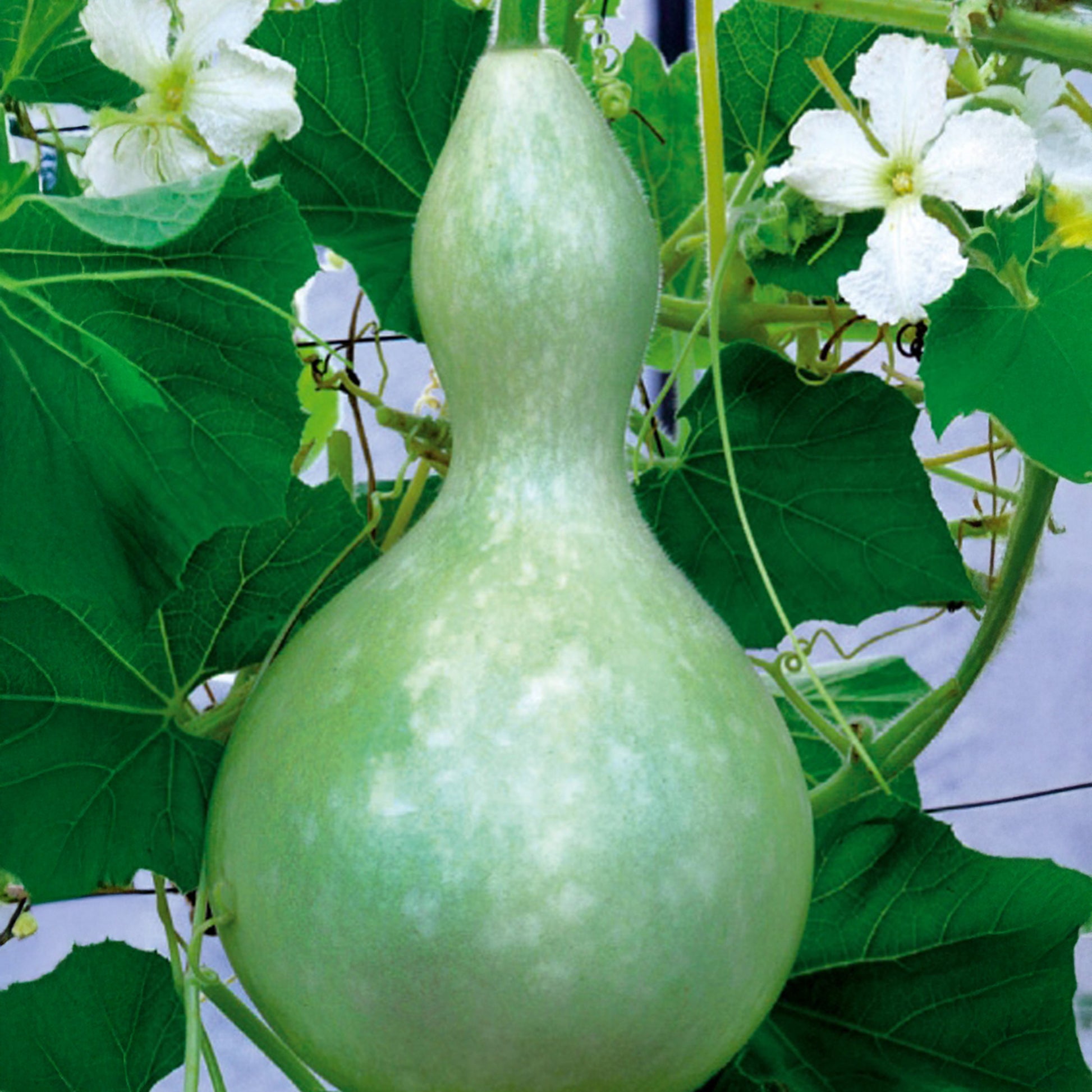 Flessenplant Cucurbita lagenaria - Cucurbita siceraria  gourde bouteille - Bakker