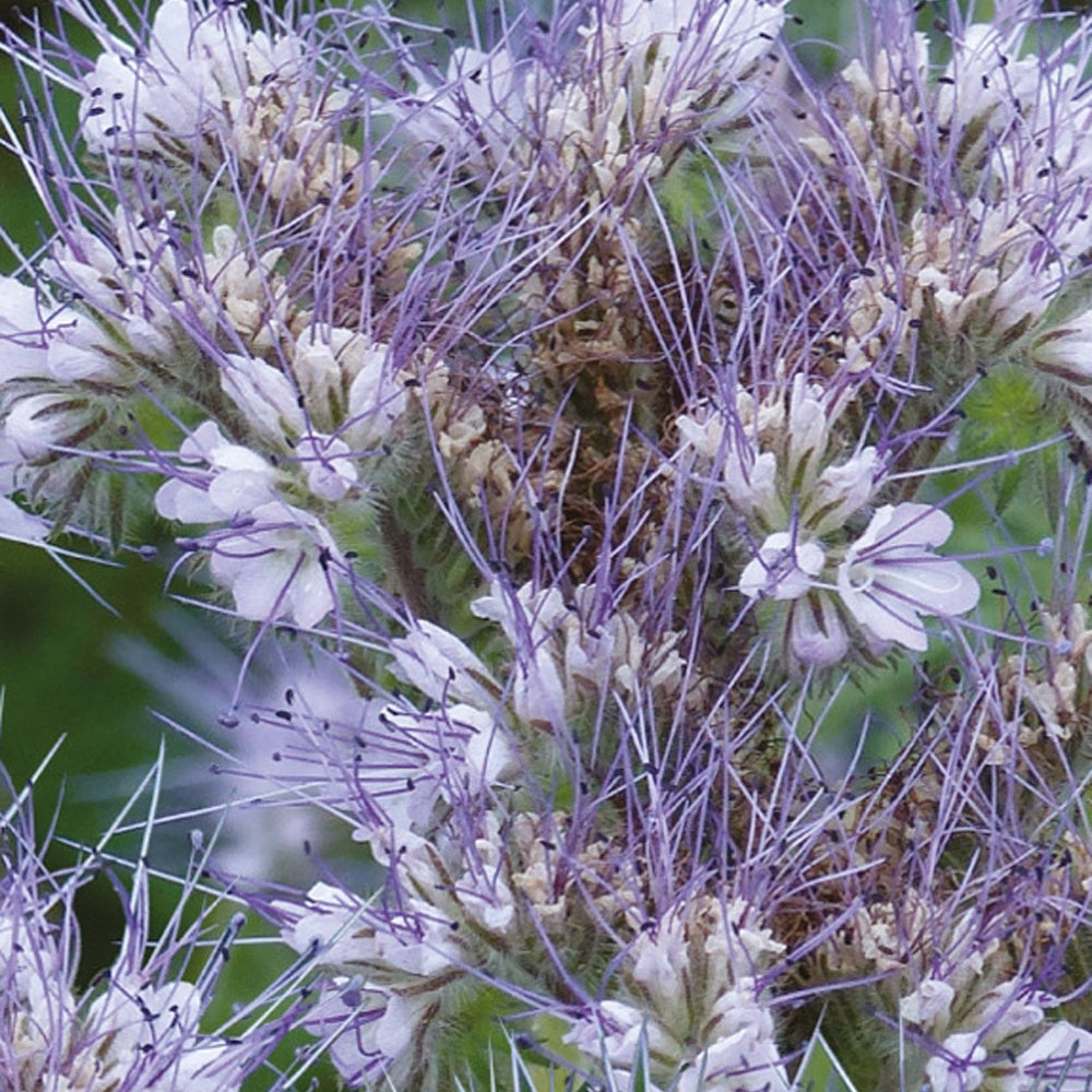 Verkoop Bijenvoer - BIO - Phacelia tanacetifolia
