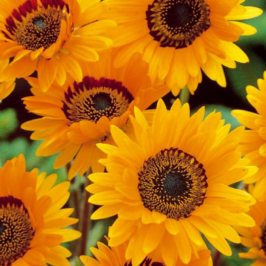 Venidium Prince of Orange - Bakker