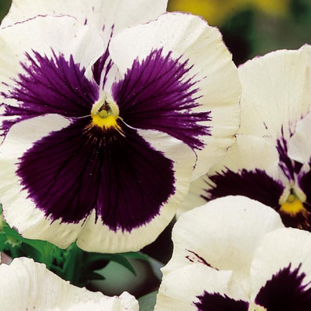 Terras en balkon - Grootbloemig viooltje 'Silverbride' - Viola x wittrockiana silverbride