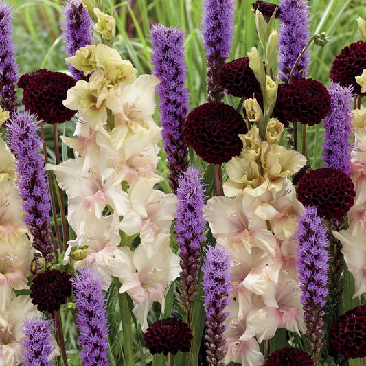 Zomerbollen Mix 'Zomerfeest' (x17) - Dahlia natal calibre i, liatris spicata 10/12, gla - Bloembollen