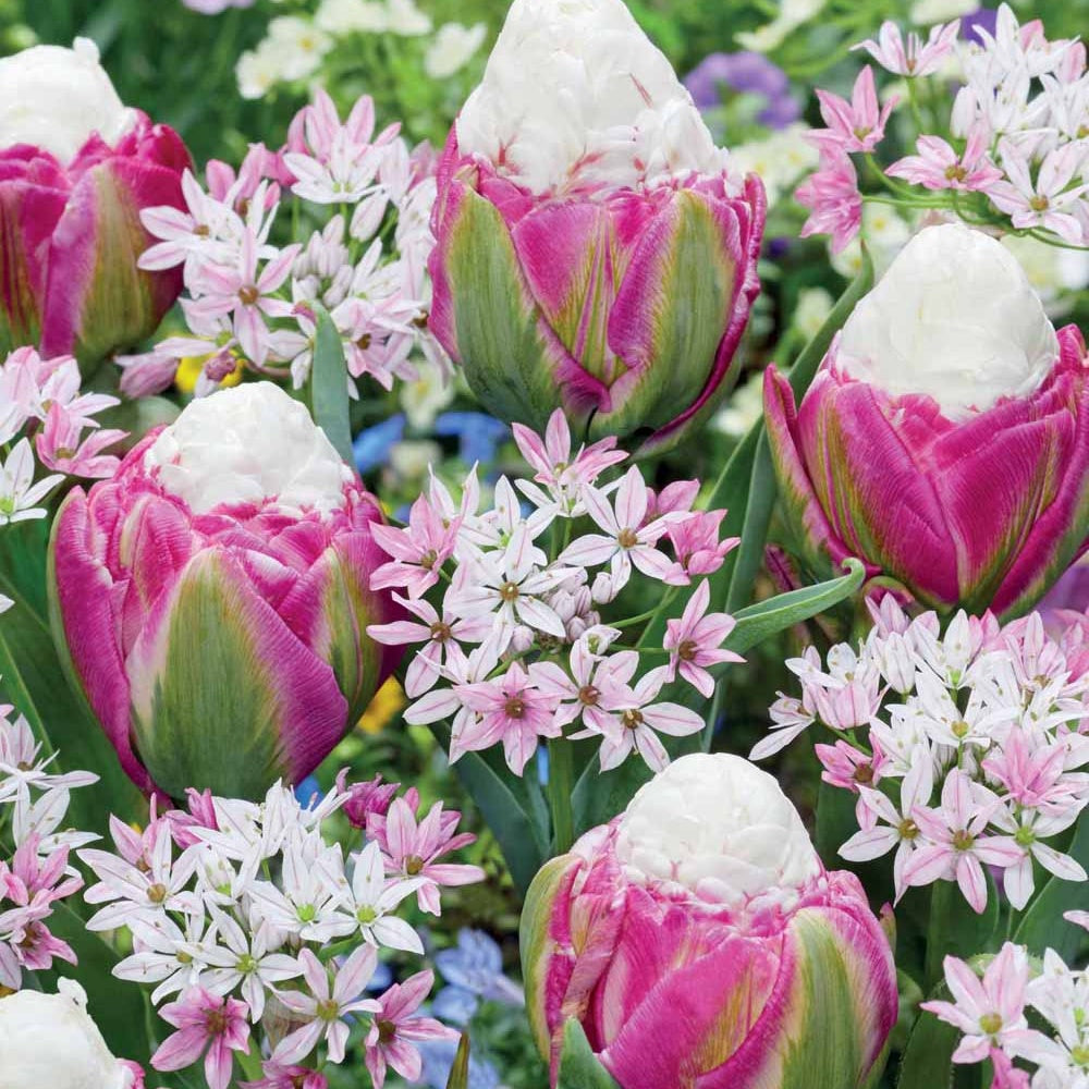 Bloembollenmix 'Tulp 'Ice Cream'& Allium 'Cameleon' (x15) - Bakker