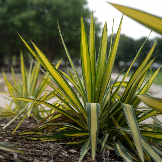 Vezelyucca Colour Guard - Yucca filamentosa colour guard - Tuinplanten