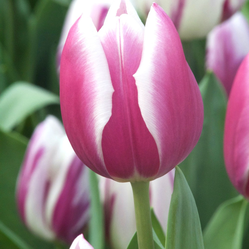 Tulpen Triomphe Synaeda blue (x10) - Bakker