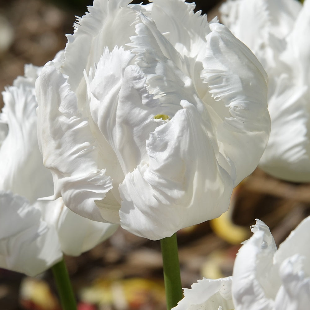 Papegaaitulpen White Parrot (x7) - Tulipa 'white parrot' - Voorjaarsbloeiers