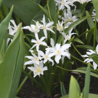 Sneeuwglorie 'Luciliae alba' (x20) - Chionodoxa 'luciliae alba' - Bloembollen