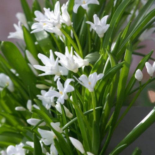 Sneeuwglorie 'Luciliae alba' (x20) - Chionodoxa 'luciliae alba' - Voorjaarsbloeiers