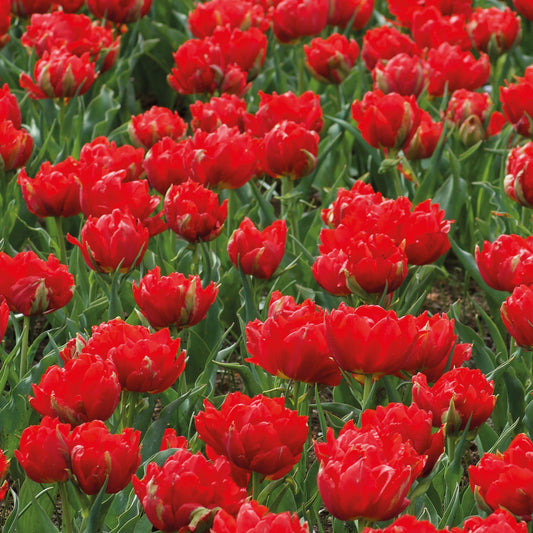 Dubbele rode Tulpen - Abba (x7) - Tulipa abba - Bloembollen