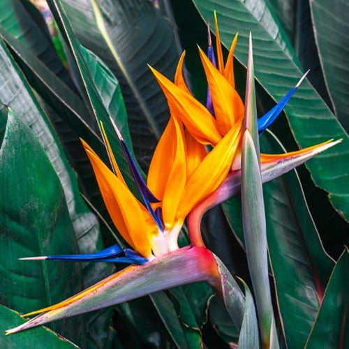 Paradijsvogelbloem Strelitzia - Bakker