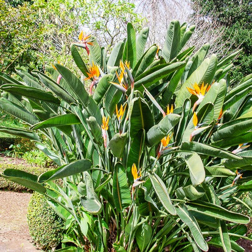 Paradijsvogelbloem Strelitzia - Bakker