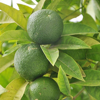 Limoenboom - Bakker