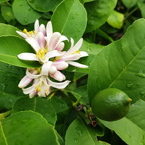 Citrusvruchten - Limoenboom - Citrus aurantifolia