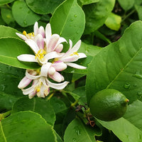 Citrus aurantifolia - Limoenboom - Citrusvruchten