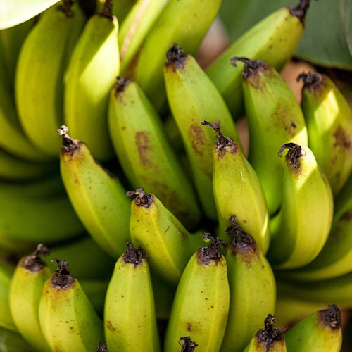 Dwergbanaan Dwarf Cavendish - Bakker