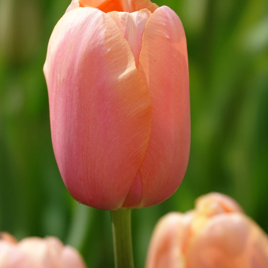 Tulpen Menton - Tulipa 'menton' - Bloembollen