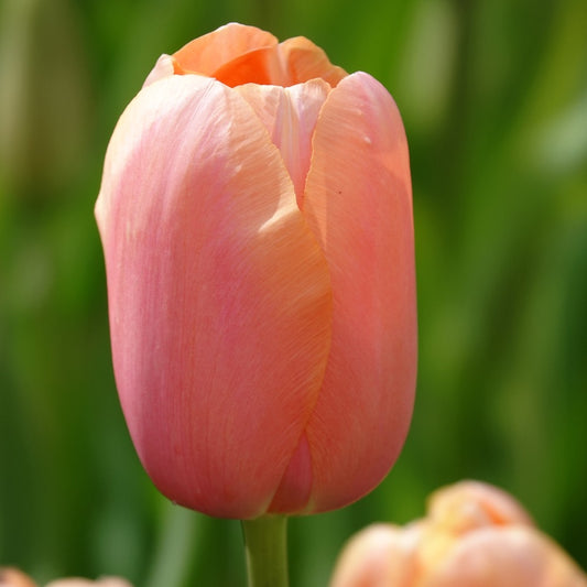 Tulpen Menton - Tulipa 'menton' - Bloembollen