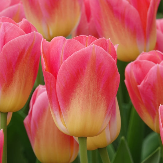 Tulpen Triomphe Tom Pouce - Tulipa 'tom pouce' - Voorjaarsbloeiers