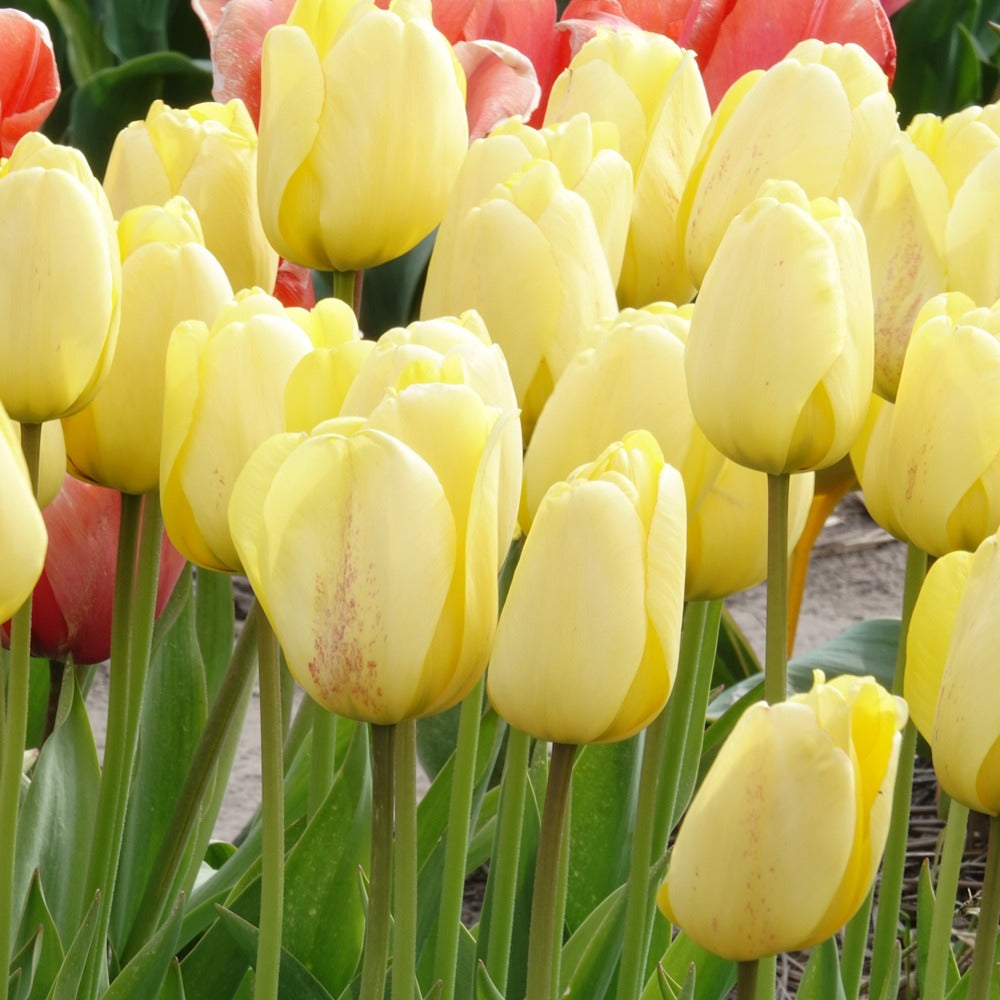 Tulpen Darwin Golden parade - Tulipa 'golden parade' - Bloembollen