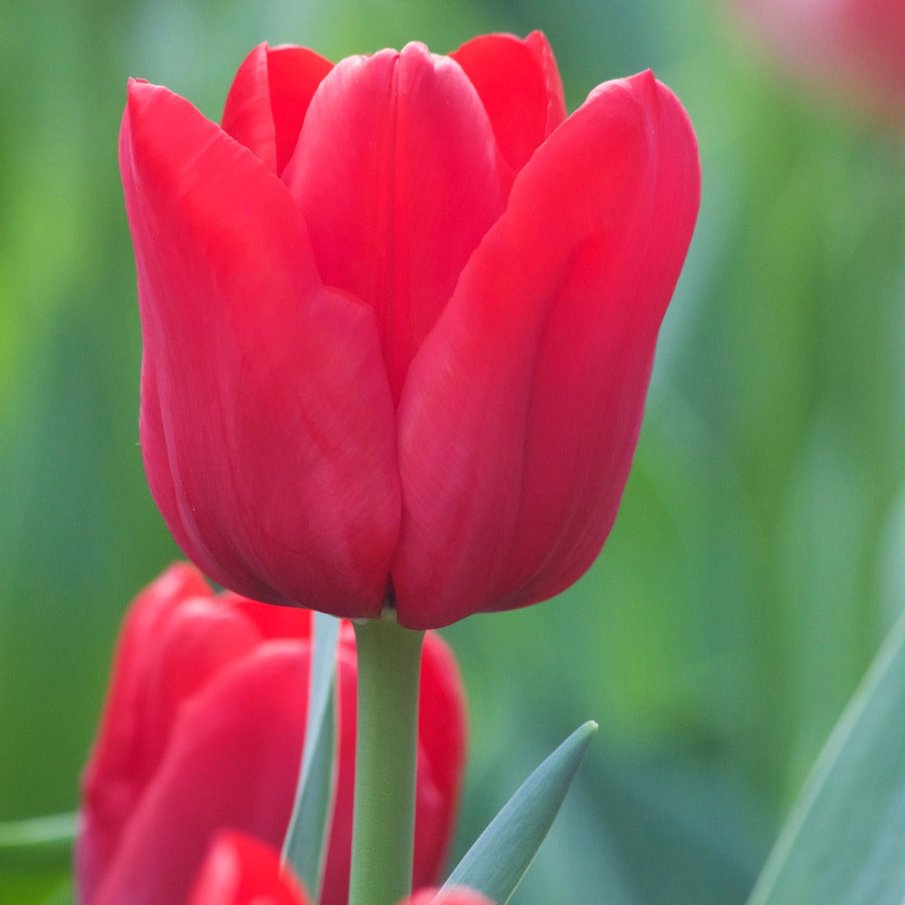 Tulpen Triomphe Ile de France - Tulipa 'ile de france' - Bloembollen