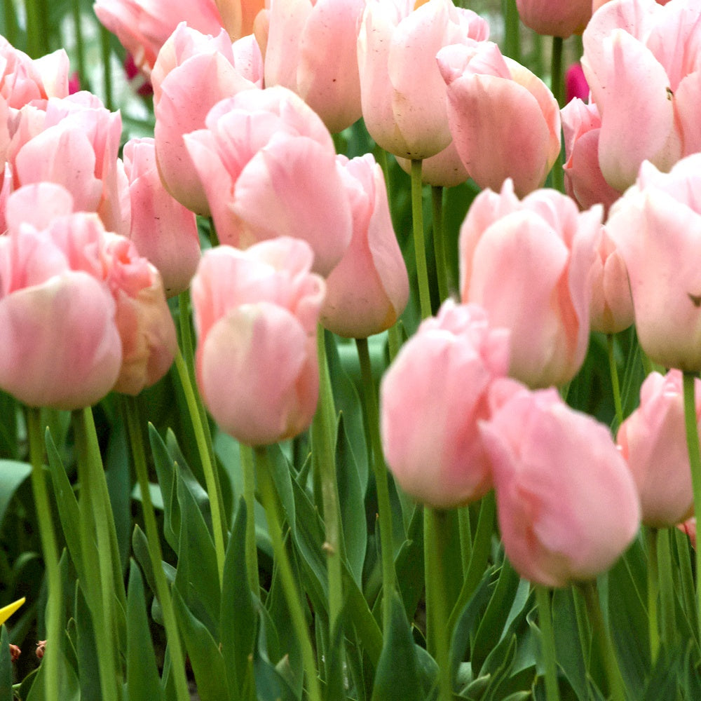 Tulpen Triomphe Apricot Beauty - Bakker