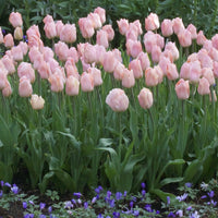 Tulpen Triomphe Apricot Beauty - Tulipa 'apricot beauty' - Voorjaarsbloeiers