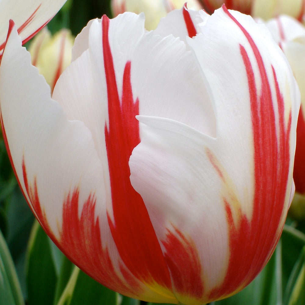 Tulpen Triomphe Carnaval de Rio - Tulipa 'carnaval de rio' - Bloembollen