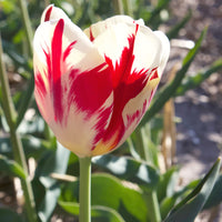Tulpen Triomphe Carnaval de Rio - Tulipa 'carnaval de rio' - Bakker
