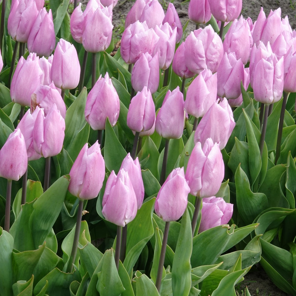 Tulpen Triomphe Candy Prince - Bakker