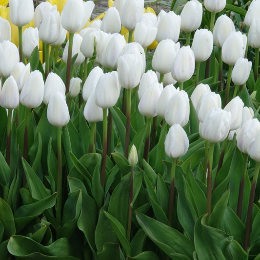 Tulpen Triomphe Royal Virgin - Bakker