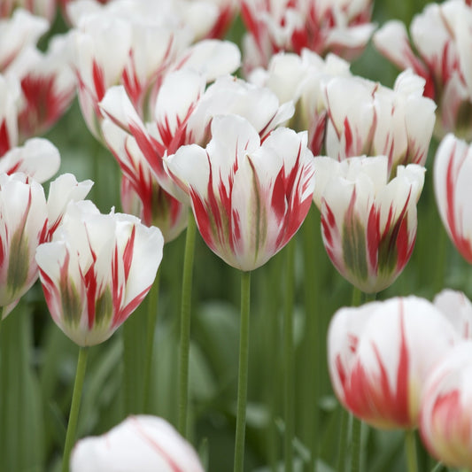 Tulpen Viridiflora Flaming spring green - Tulipa 'flaming spring green' - Bloembollen