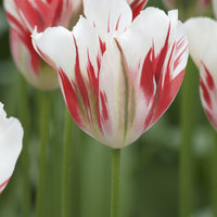 Tulpen Viridiflora Flaming spring green - Tulipa 'flaming spring green' - Voorjaarsbloeiers