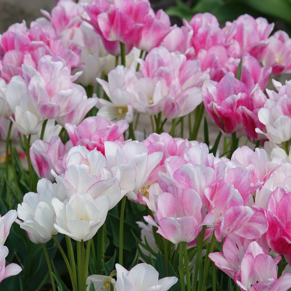 Tulpen Pluriflores Candy Club - Tulipa 'candy club' - Bloembollen