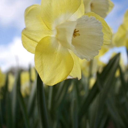 Narcissen met grote kroon Avalon (x7) - Narcissus 'avalon' - Bloembollen