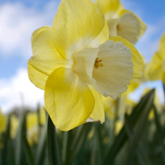 Narcissen met grote kroon Avalon (x7) - Narcissus 'avalon' - Bloembollen