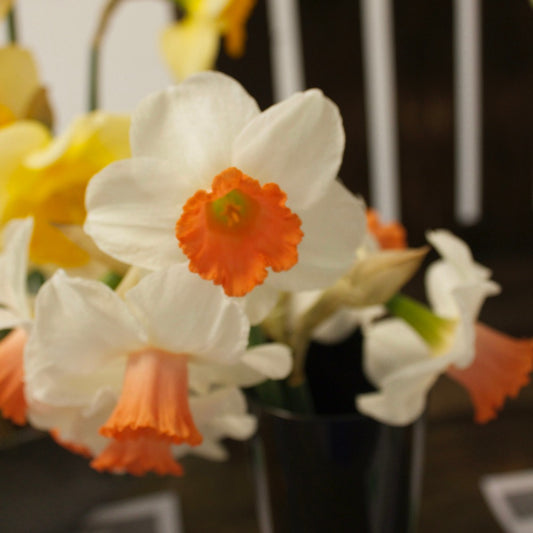 Narcissen Skype - Narcissus 'Skype' - Bloembollen