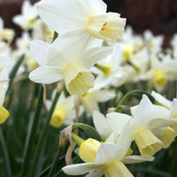 Narcissen Sailboat (x7) - Narcissus 'sailboat' - Bloembollen