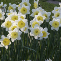 Narcissen met grote kroon Ice follies (x5) - Narcissus 'ice follies' - Narcissen