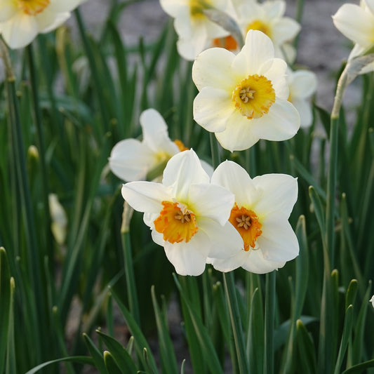 Narcissen met kleine kroon Barrett Browning (x5) - Narcissus Barrett Browning - Bloembollen